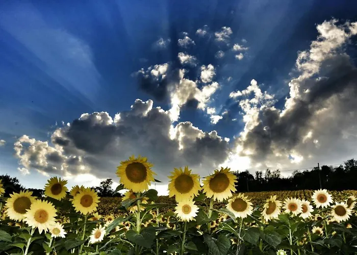 Διαμέρισμα L'ulivo By Interhome San Venanzo